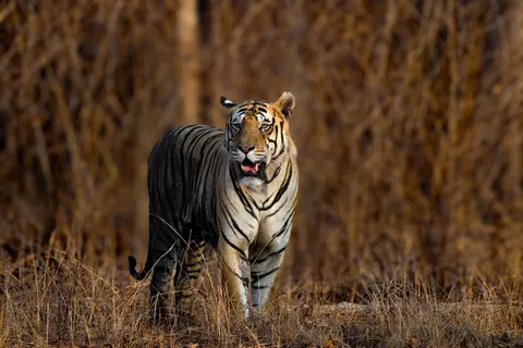 Tiger 4K Wallpaper · animals · 3840×2560