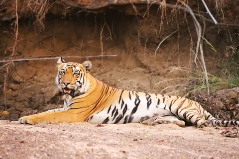 Tiger 4K Wallpaper · animals · 3840×2560