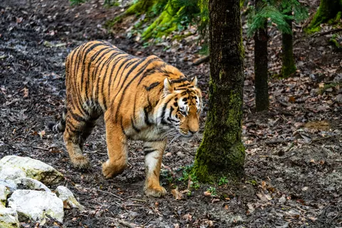 Tiger 4K Wallpaper · animals · 3840×2560