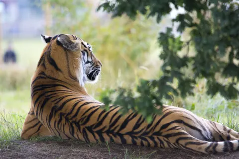 Tiger 4K Wallpaper · animals · 3840×2560