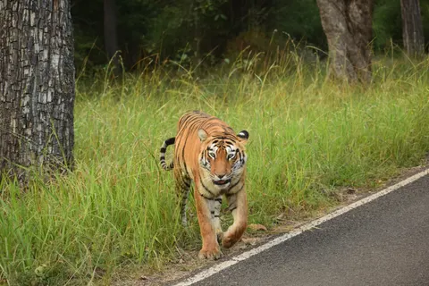 Tiger 4K Wallpaper · animals · 3840×2560