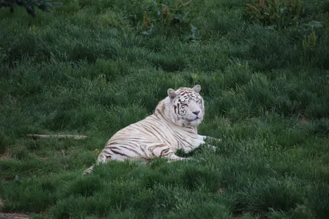 Tiger 4K Wallpaper · animals · 3840×2560