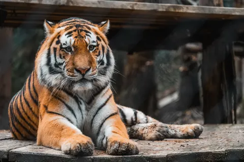Tiger 4K Wallpaper · animals · 3840×2560