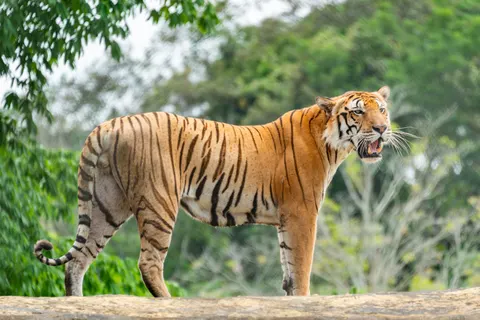 Tiger 4K Wallpaper · animals · 3840×2563