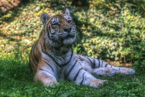 Tiger 4K Wallpaper · animals · 3840×2563