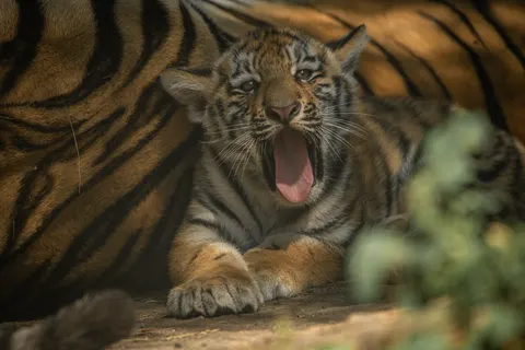 Wallpaper Harimau 4K · animals · 3840×2560