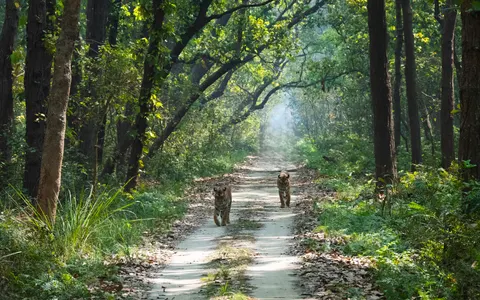 Tiger 4K Wallpaper · animals · 3840×2400