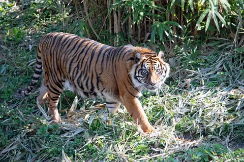 Tiger 4K Wallpaper · animals · 3840×2560