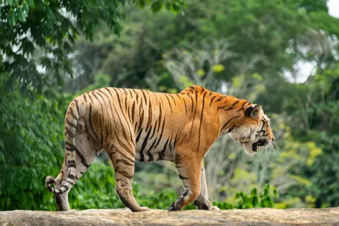 Tiger 4K Wallpaper · animals · 3840×2563