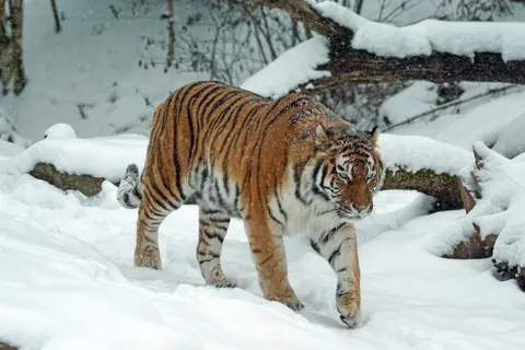 Tiger 4K Wallpaper · animals · 3840×2560