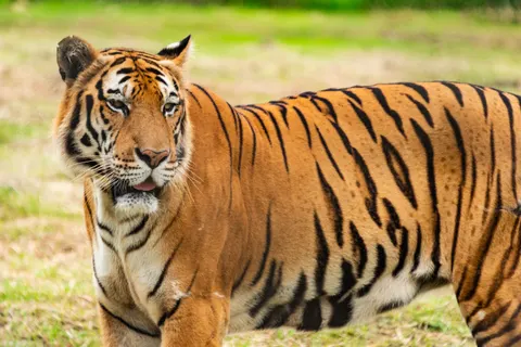 Tiger 4K Wallpaper · animals · 3840×2563