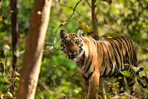 Tiger 4K Wallpaper · animals · 3840×2560