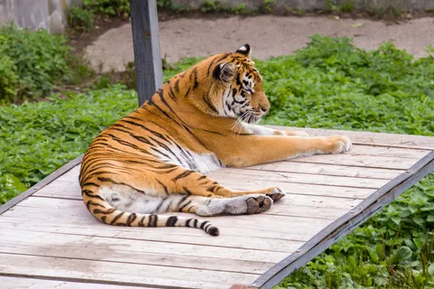 Tiger 4K Wallpaper · animals · 3840×2560