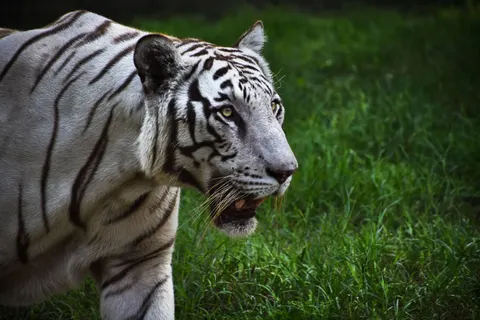 Tiger 4K Wallpaper · animals · 3840×2560