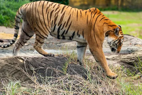 Tiger 4K Wallpaper · animals · 3840×2563