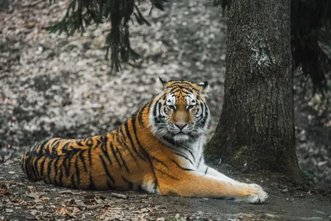 Tiger 4K Wallpaper · animals · 3840×2560