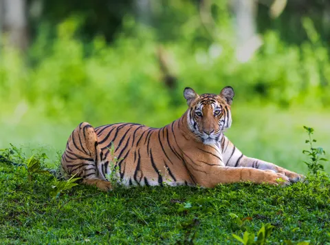 Tiger 4K Wallpaper · animals · 3840×2842