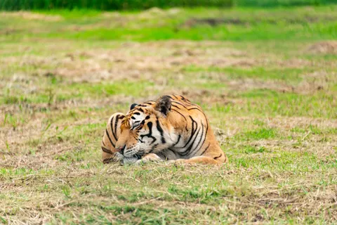 Tiger 4K Wallpaper · animals · 3840×2563