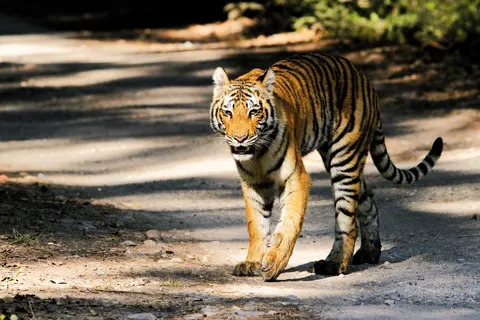 Tiger 4K Wallpaper · animals · 3840×2560