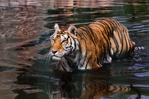 Tiger 4K Wallpaper · animals · 3840×2560