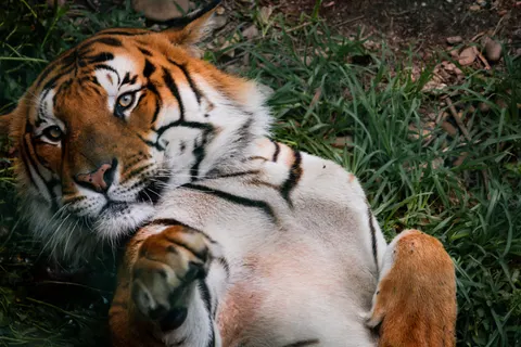 Tiger 4K Wallpaper · animals · 3840×2560