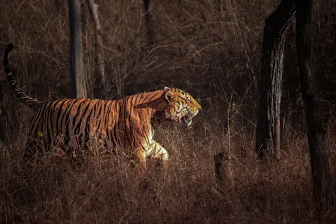 Tiger 4K Wallpaper · animals · 3840×2563