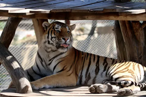 Tiger 4K Wallpaper · animals · 3840×2560