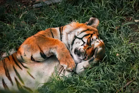 Tiger 4K Wallpaper · animals · 3840×2560