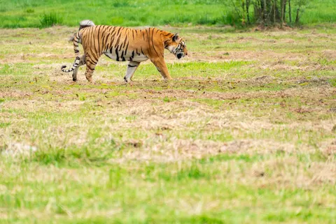 Tiger 4K Wallpaper · animals · 3840×2563