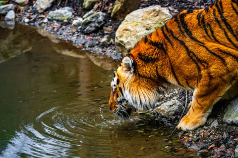Tiger 4K Wallpaper · animals · 3840×2560