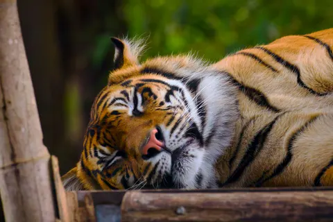 Tiger 4K Wallpaper · animals · 3840×2560