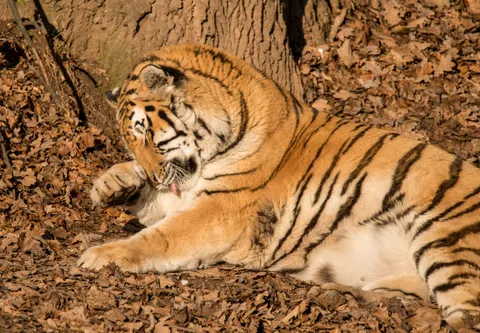 Tiger 4K Wallpaper · animals · 3840×2667