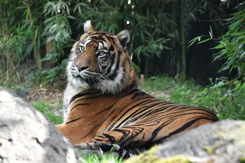 Tiger 4K Wallpaper · animals · 3840×2560