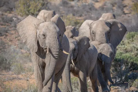 Elephant 4K Wallpaper · animals · 3840×2560