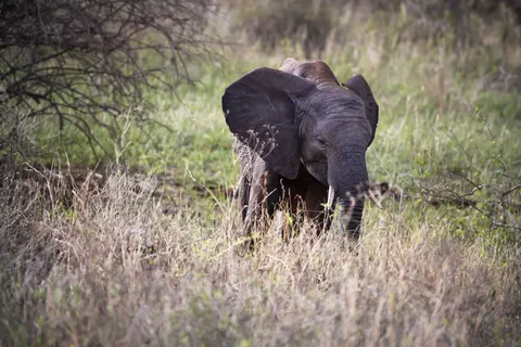 Elephant 4K Wallpaper · animals · 3840×2560