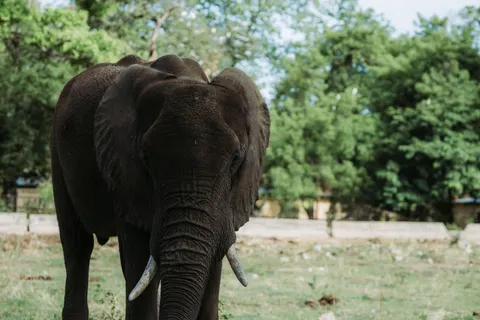 Elephant 4K Wallpaper · animals · 3840×2560
