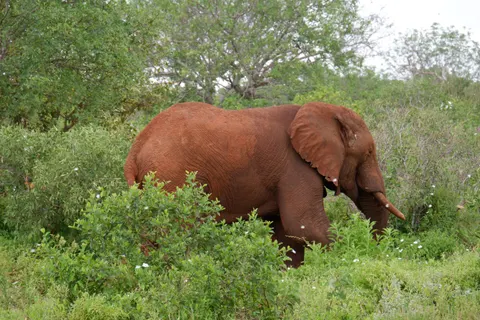 Elephant 4K Wallpaper · animals · 3840×2560