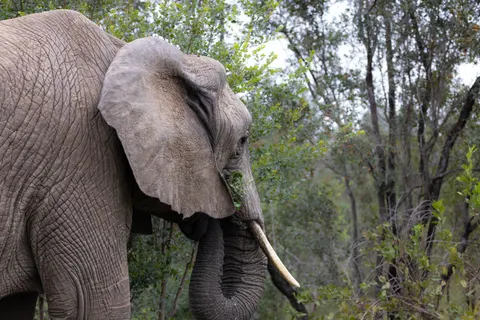 Elephant 4K Wallpaper · animals · 3840×2561