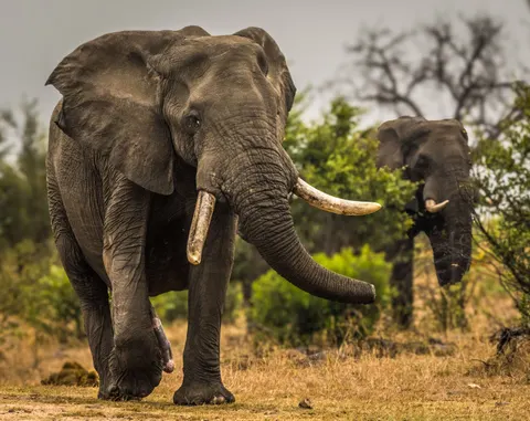 Elephant 4K Wallpaper · animals · 3840×3042
