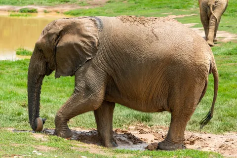 Elephant 4K Wallpaper · animals · 3840×2563