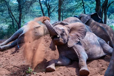 Elephant 4K Wallpaper · animals · 3840×2560