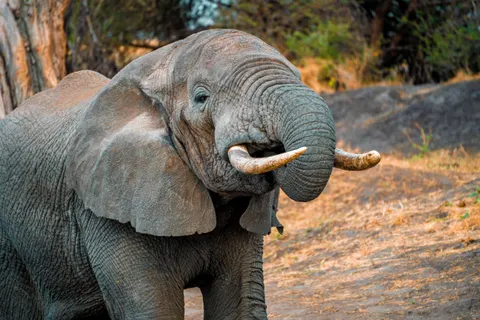 Elephant 4K Wallpaper · animals · 3840×2560