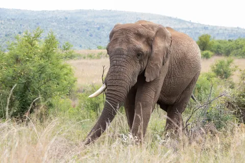 Elephant 4K Wallpaper · animals · 3840×2560