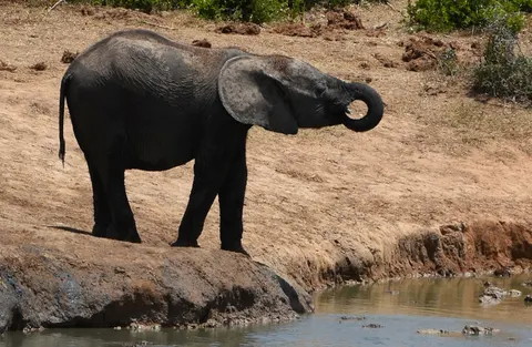 Elephant 4K Wallpaper · animals · 3840×2507