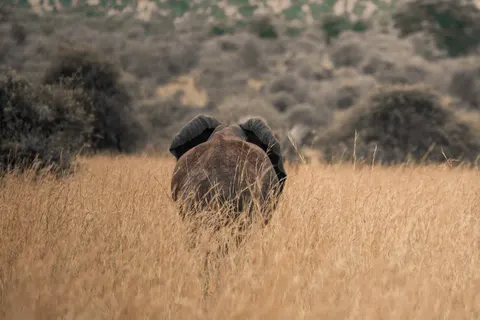 Elephant 4K Wallpaper · animals · 3840×2560