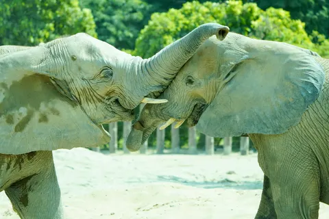 Sfondo Elefante 4K · animals · 3840×2560