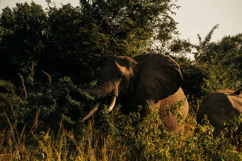 Sfondo Elefante 4K · animals · 3840×2560