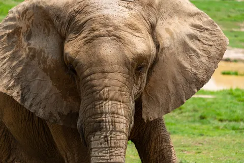 Elephant 4K Wallpaper · animals · 3840×2563