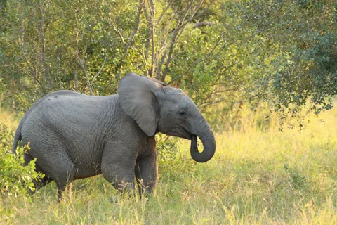 Elephant 4K Wallpaper · animals · 3840×2560