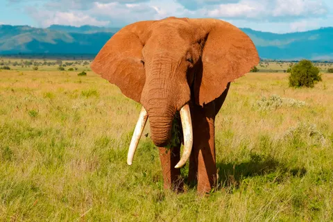 Sfondo Elefante 4K · animals · 3840×2560